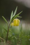 Fritillaria ophioglossifolia