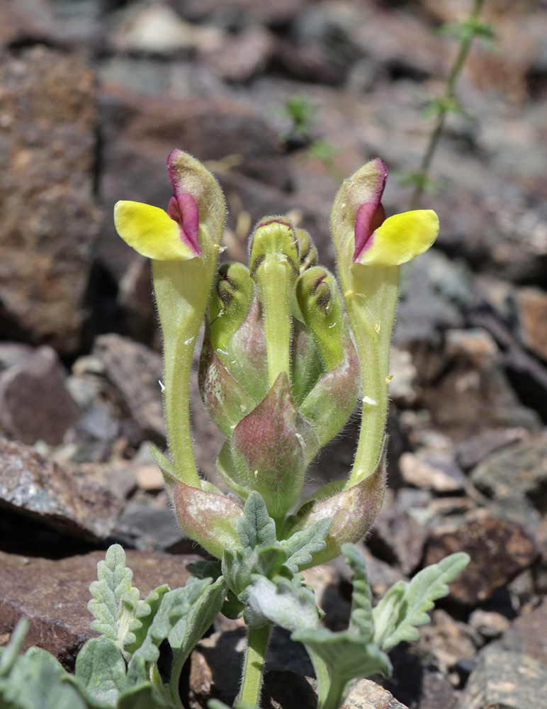 Image of Scutellaria sieversii specimen.