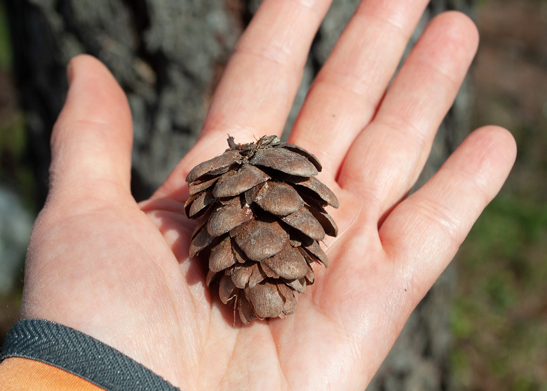 Image of Larix sibirica specimen.