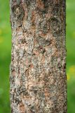 Pinus sibirica. Часть ствола. Псков, Летний сад. 08.06.2006.