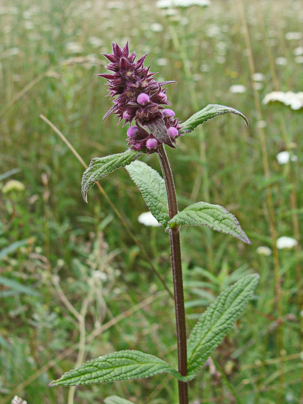 Image of Stachys aspera specimen.