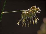 Dactylis glomerata