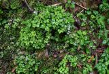 Sanicula orthacantha