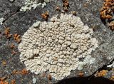 Circinaria schafeevii