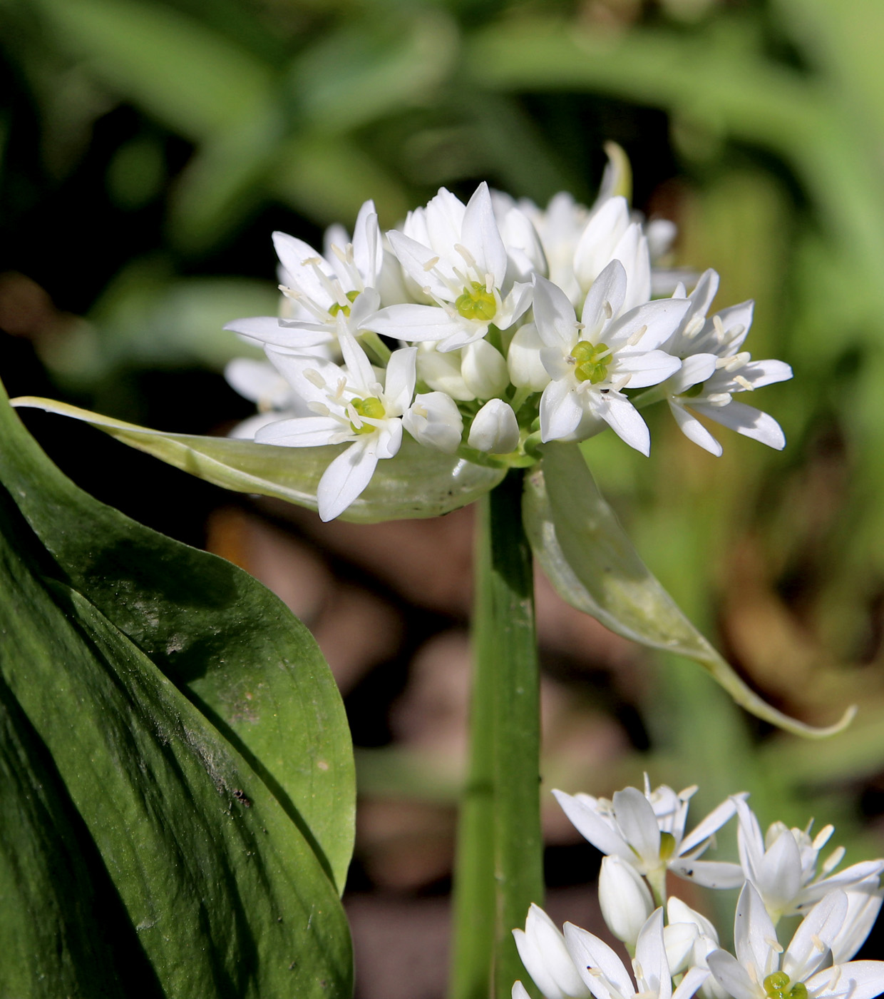 Image of Allium ursinum specimen.