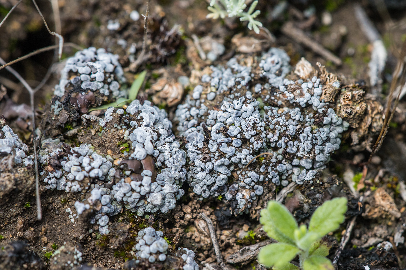 Image of Toninia sedifolia specimen.