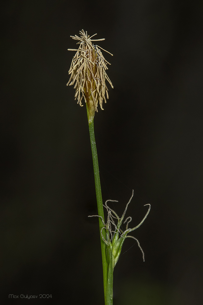 Image of Carex michelii specimen.