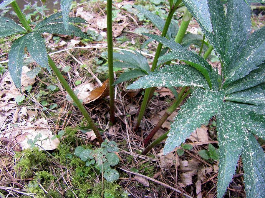 Изображение особи Helleborus viridis.