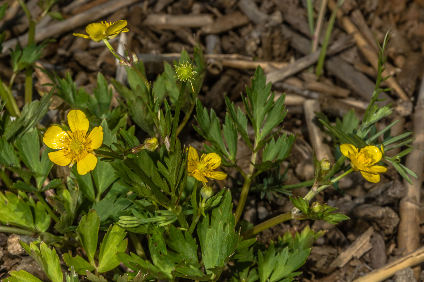 Изображение особи Ranunculus repens.