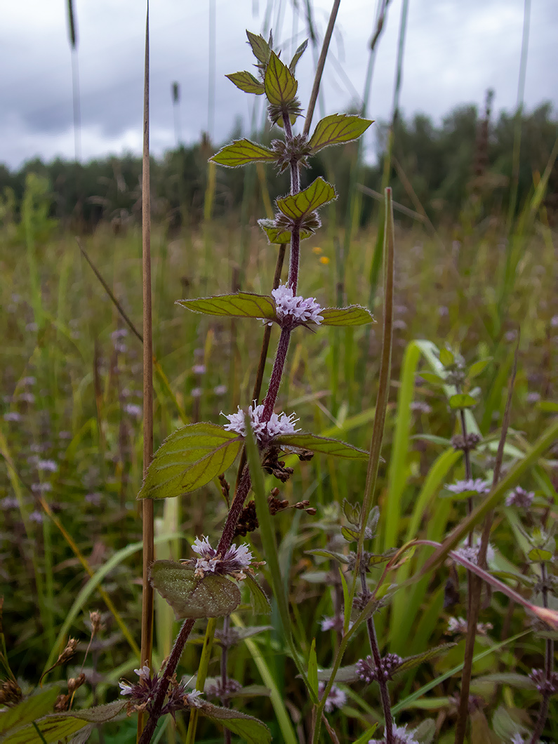 Image of Mentha × gracilis specimen.
