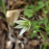 Lloydia triflora. Цветок. Хабаровский край, г. Комсомольск-на Амуре, правый берег р. Силинка, перелесок. 22.05.2025.