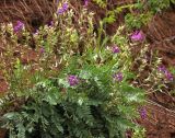 Oxytropis wologdensis
