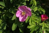Rosa davurica