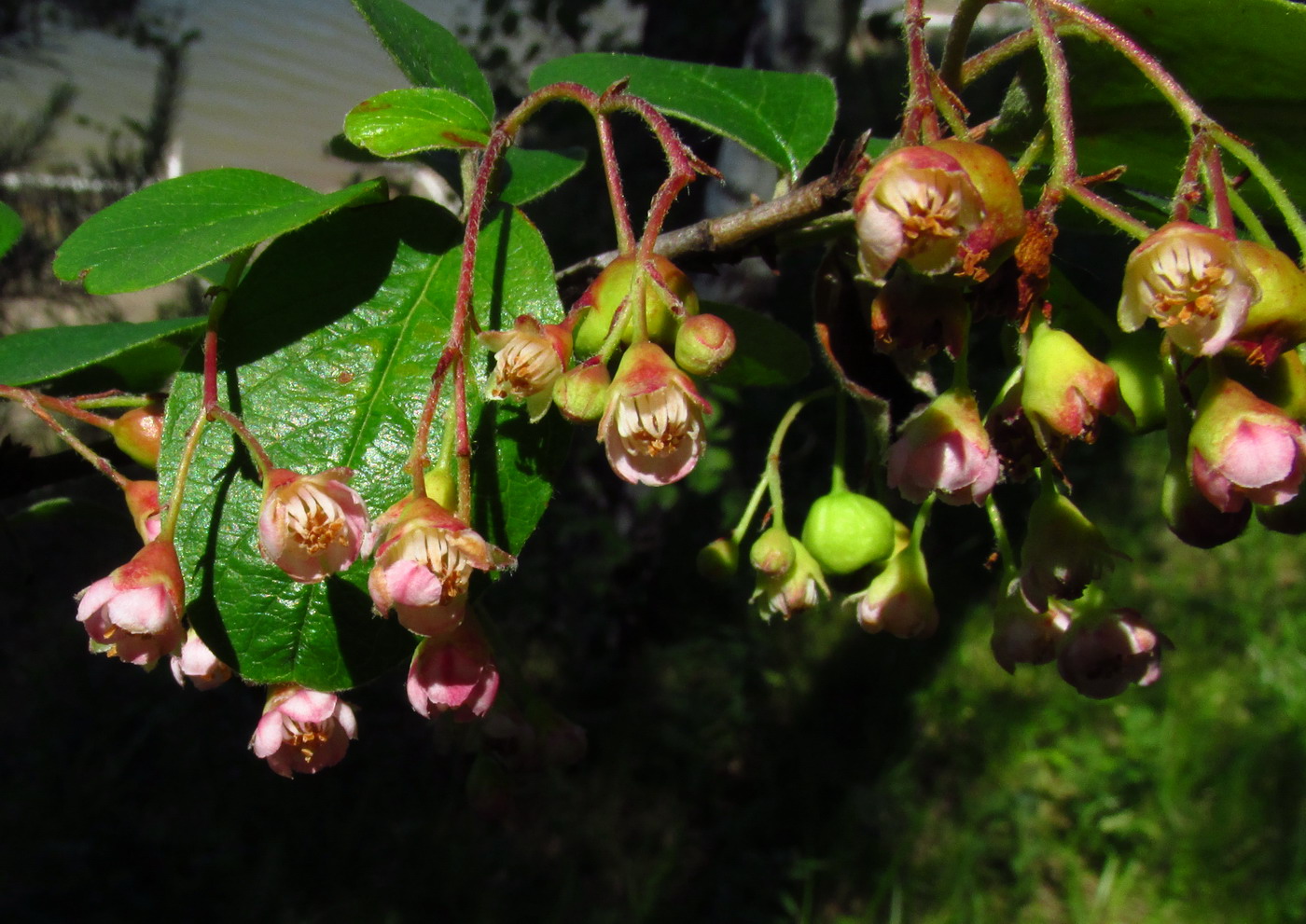 Image of Cotoneaster messerschmidtii specimen.