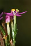 Centaurium erythraea