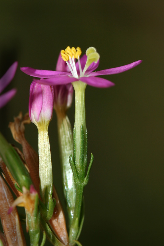 Изображение особи Centaurium erythraea.