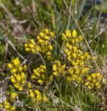 View full-size image Draba oreades