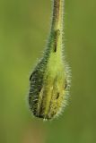 Leontodon hispidus. Развивающееся соцветие. Беларусь, Витебская обл., пос. Езерище, дендрарий Езерищеского лесничества, суходольный разнотравный луг. 03.06.2025.