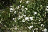 Arabis caucasica