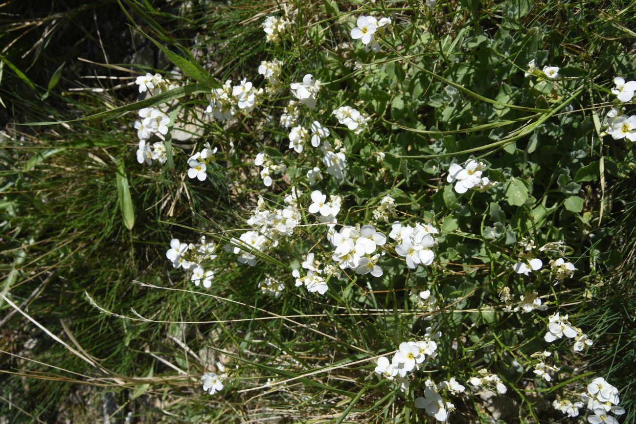 Изображение особи Arabis caucasica.