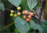 Frangula alnus. Часть ветви с неспелыми плодами. Московская обл., Раменский р-н, окр. дер. Хрипань, садовый участок. 24.07.2025.