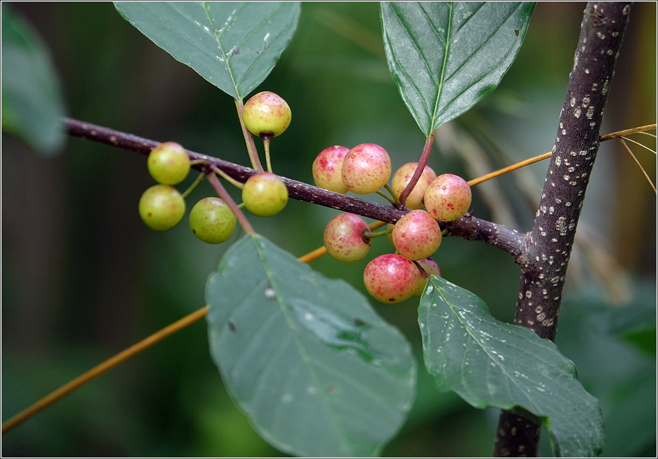 Изображение особи Frangula alnus.