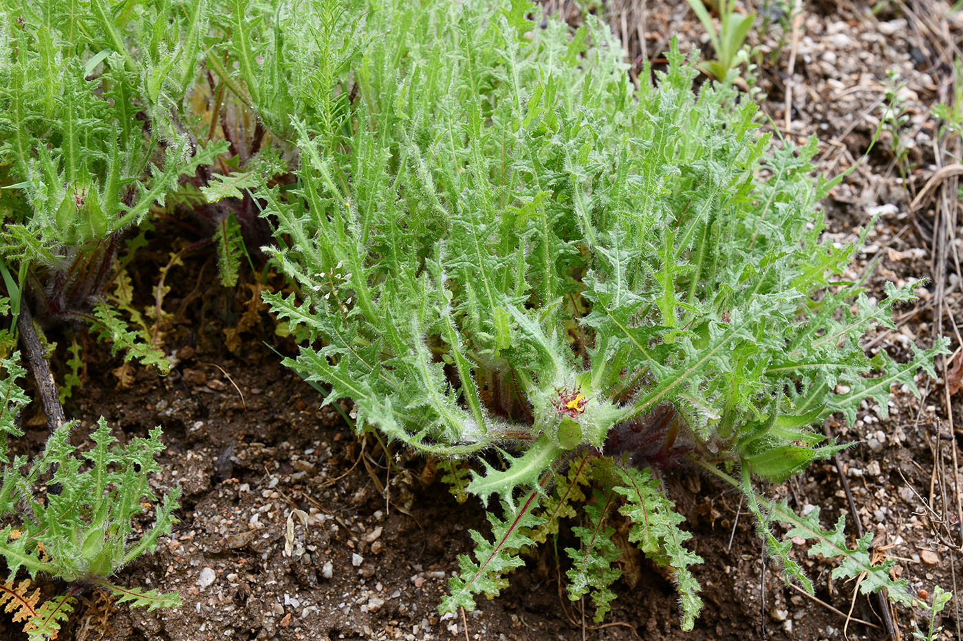 Изображение особи Centaurea benedicta.