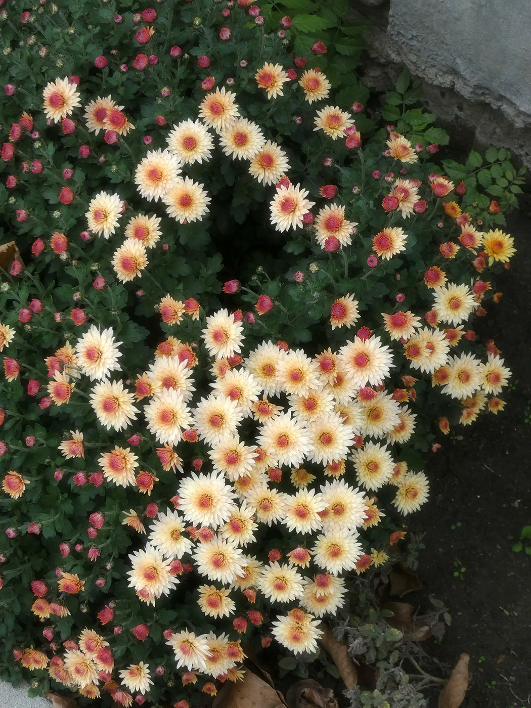 Изображение особи Chrysanthemum indicum.