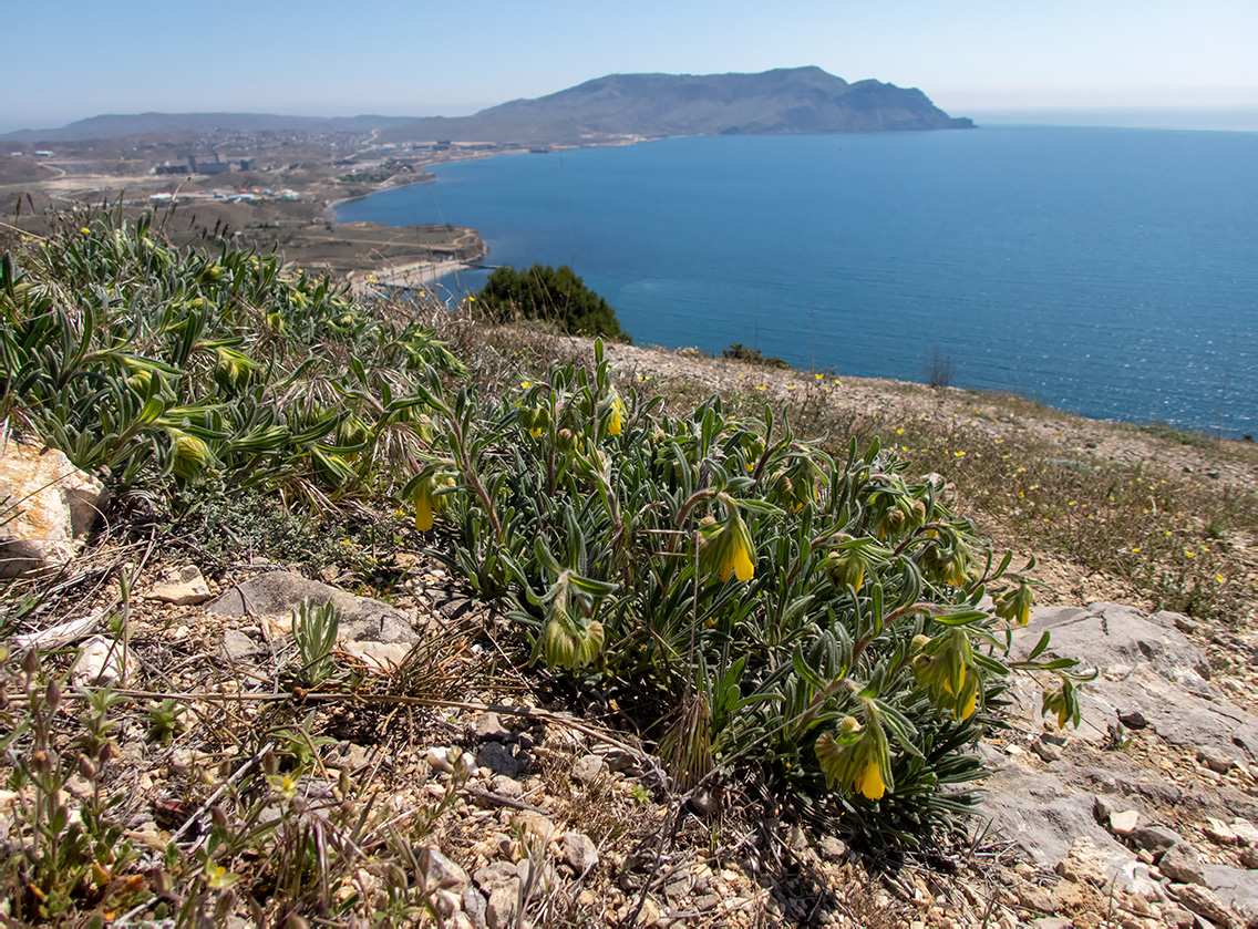Image of Onosma taurica specimen.