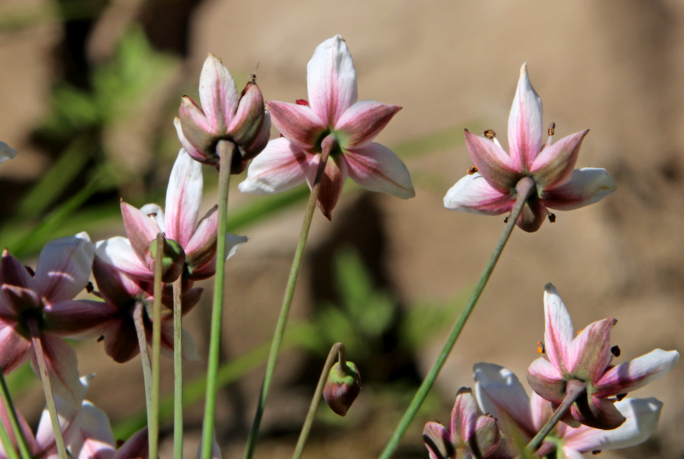 Изображение особи Butomus umbellatus.