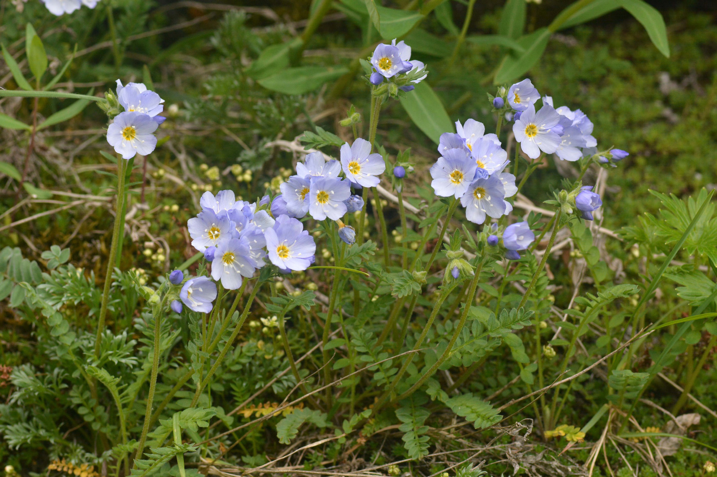 Image of Polemonium boreale specimen.