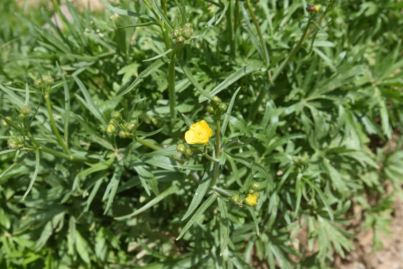 Изображение особи род Ranunculus.