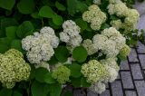 View full-size image Hydrangea arborescens