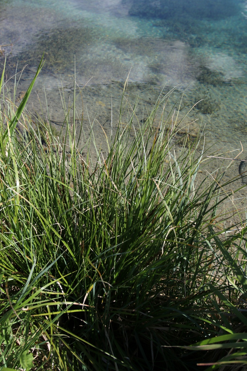 Изображение особи Carex diandra.