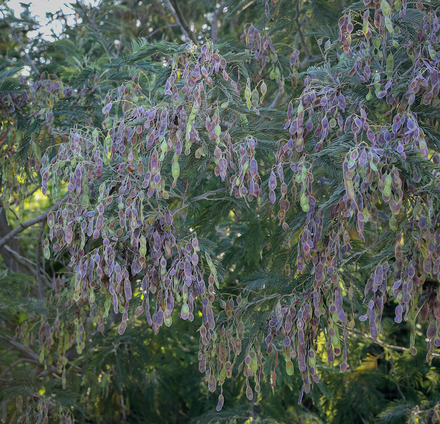 Изображение особи Acacia dealbata.
