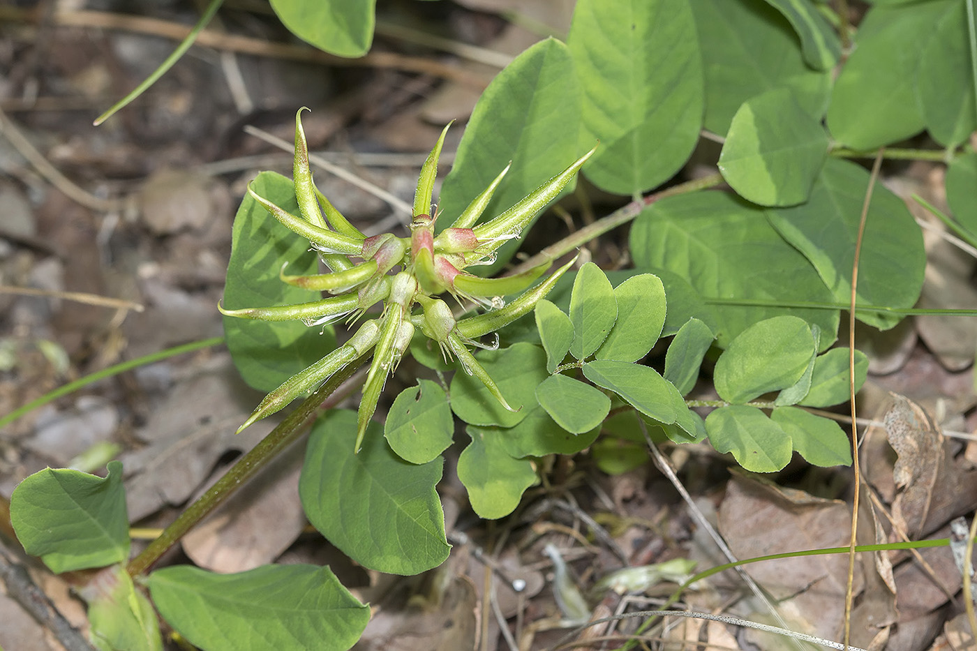Image of Astragalus glycyphyllos specimen.