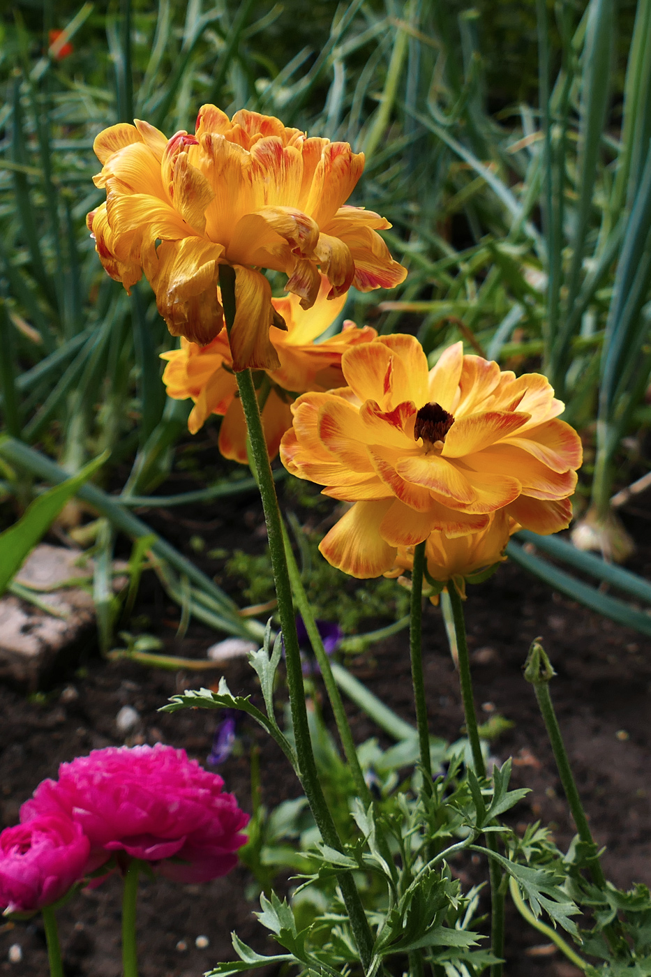 Image of Ranunculus asiaticus specimen.
