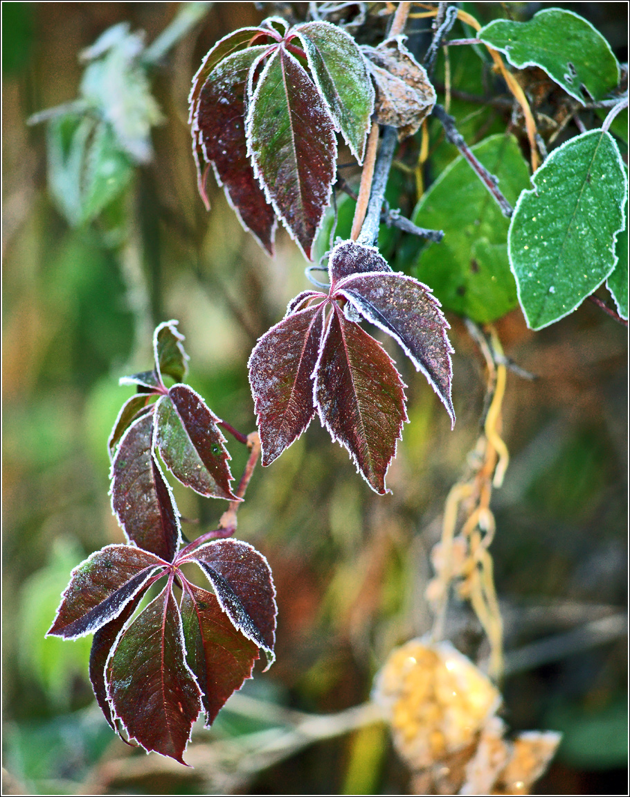 Изображение особи Parthenocissus quinquefolia.