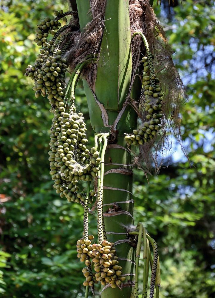 Image of Howea forsteriana specimen.