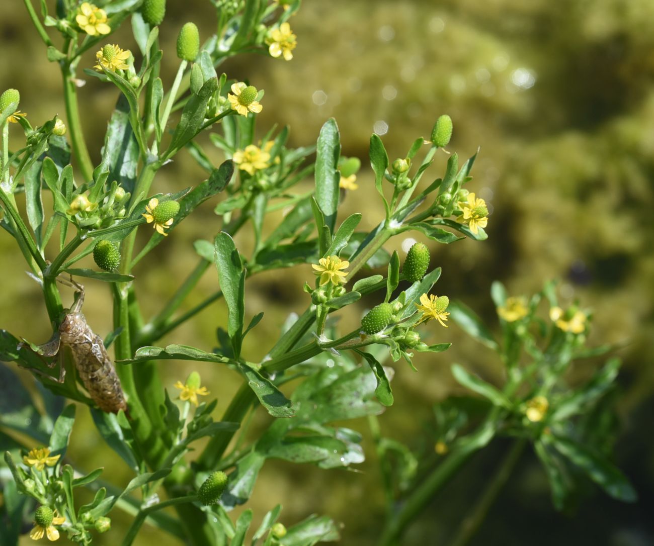 Image of Ranunculus sceleratus specimen.