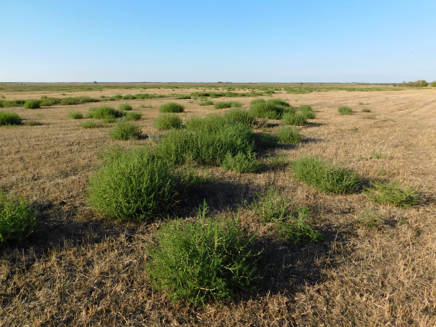 Image of Salsola soda specimen.