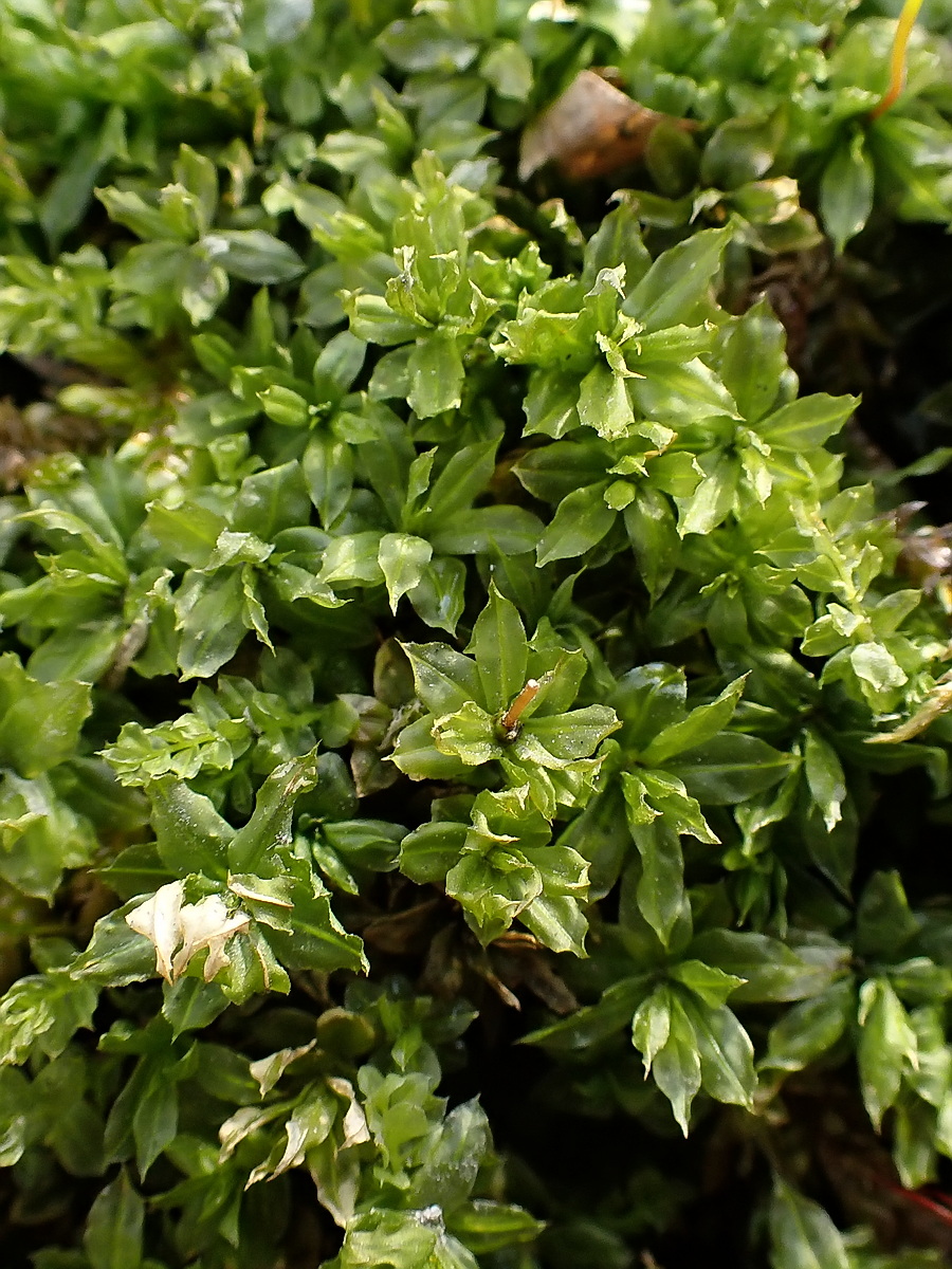 Изображение особи Plagiomnium cuspidatum.