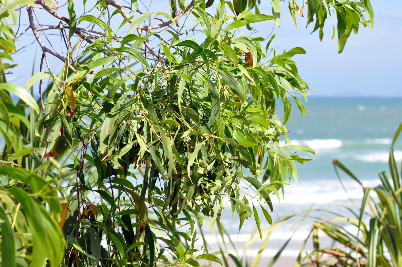 Image of Acacia auriculiformis specimen.