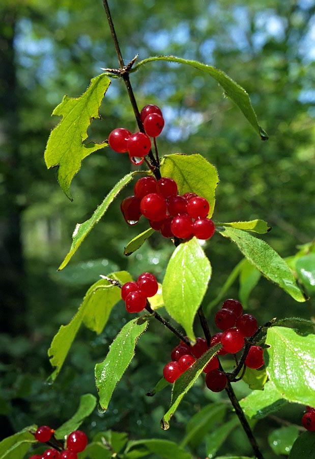 Image of Lonicera chrysantha specimen.