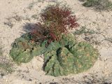 Rheum turkestanicum