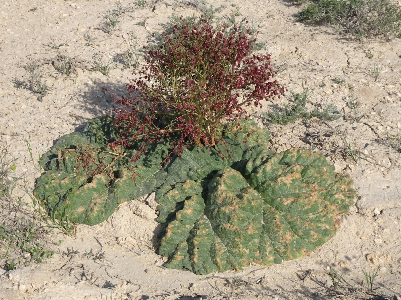 Image of Rheum turkestanicum specimen.