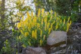 Corydalis speciosa. Цветущие растения на краю котлована. Приморский край, хр. Богатая грива (Океанский), широколиственный лес. 12.05.2026.