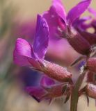 Oxytropis hailarensis. Часть соцветия. Приморский край, Ханкайский р-н, окр. с. Троицкое, берег оз. Ханка, на песках. 25.05.2026.