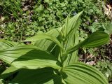 Veratrum dolichopetalum. Верхушка бутонизирующего растения. Хабаровский край, г. Комсомольск-на-Амуре, дол. р. Силинка, лиственный лес. 16.05.2026.