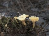 Lichenomphalia umbellifera. Слоевище с плодовыми телами. Архангельская обл., Соловки, о. Бол. Соловецкий, обширная вырубка. 31.05.2026.